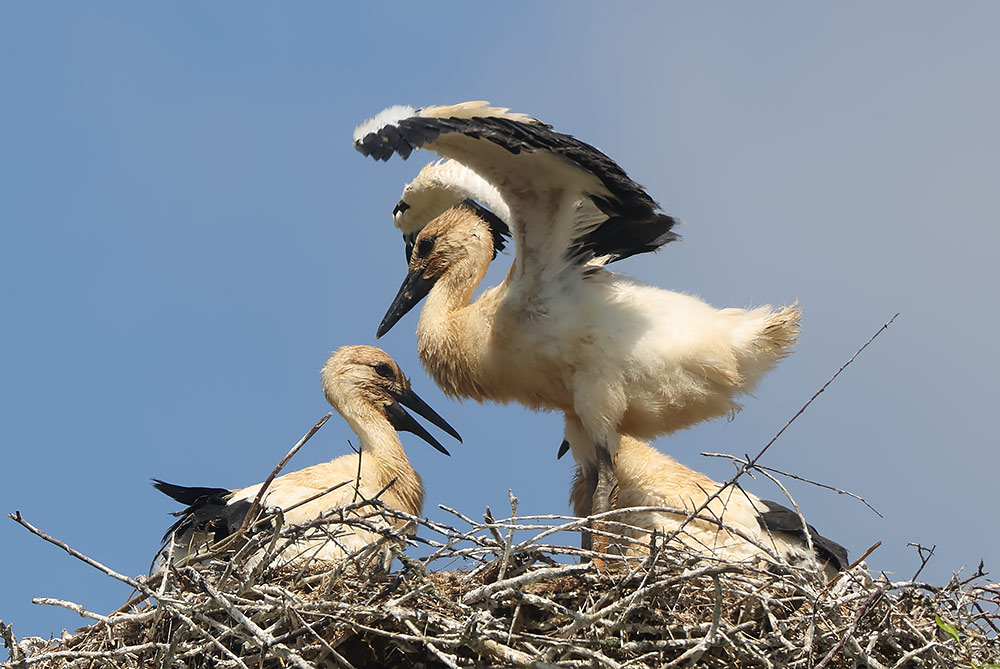 White stork